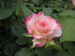 IMG_6846a.jpg