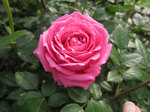 IMG_6864a.jpg