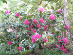 IMG_6889.jpg