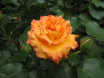 IMG_6920.jpg