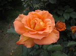 IMG_7033.jpg