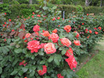 IMG_7035.jpg