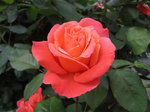IMG_7038.jpg