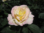 IMG_7042.jpg