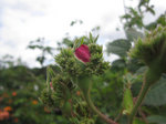 IMG_7053.jpg