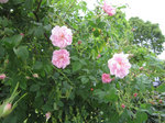 IMG_7056.jpg