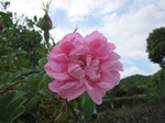 IMG_7057.jpg