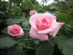 IMG_7061.jpg