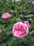 IMG_7068.jpg