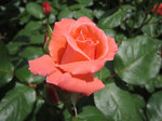 IMG_7074.jpg