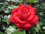 IMG_7084.jpg