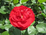 IMG_7093.jpg