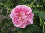 IMG_7120.jpg