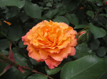 IMG_7126.jpg
