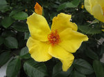 IMG_7133.jpg