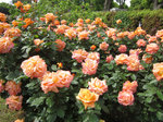 IMG_7273.jpg