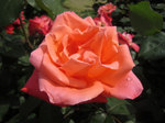 IMG_7284.jpg