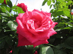 IMG_7294.jpg