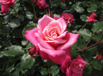 IMG_7303.jpg