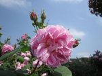 IMG_7312.jpg