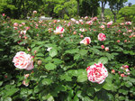 IMG_7316.jpg
