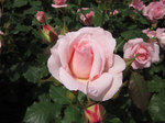 IMG_7320.jpg