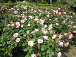 IMG_7321.jpg