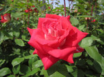 IMG_7328.jpg