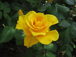 IMG_7349.jpg
