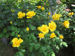 IMG_7350.jpg