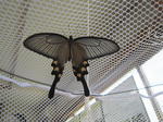 IMG_7416a.jpg