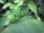 IMG_7459a.jpg