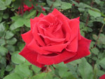 IMG_7590.jpg