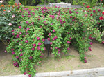 IMG_7593.jpg