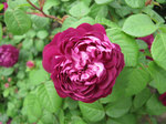 IMG_7594.jpg