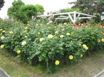 IMG_7597.jpg