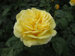 IMG_7598.jpg