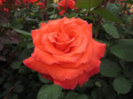 IMG_7621.jpg