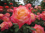 IMG_7624.jpg