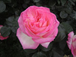 IMG_7633.jpg