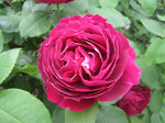 IMG_7650.jpg
