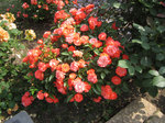 IMG_8041.jpg
