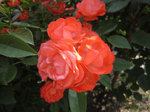 IMG_8042.jpg