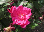IMG_8050.jpg