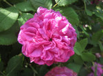 IMG_8053.jpg