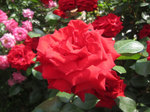 IMG_8064.jpg