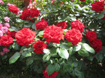 IMG_8065.jpg