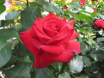 IMG_8076.jpg