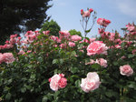 IMG_8079.jpg