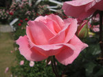 IMG_8081.jpg